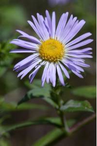 Aster