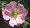 Tag der Rose