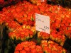Blumen-, Kunst- und Handwerkermarkt in Altenmarkt  