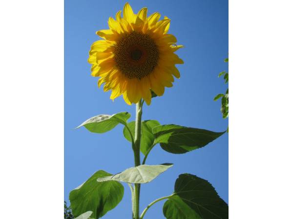 Sonnenblumen
