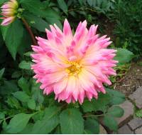 Dahlia