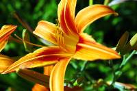 Lily